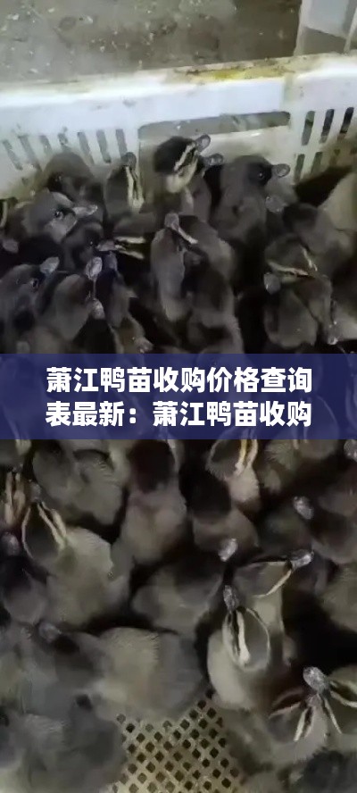 萧江鸭苗收购价格查询表最新：萧江鸭苗收购价格查询表最新消息 