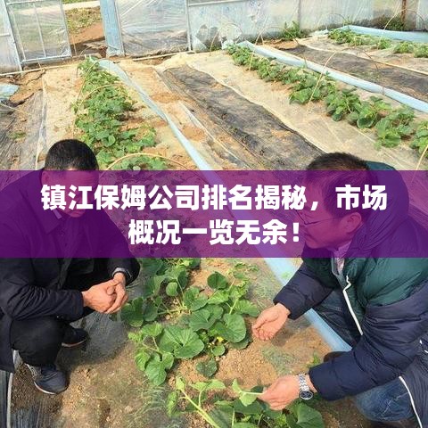 镇江保姆公司排名揭秘，市场概况一览无余！
