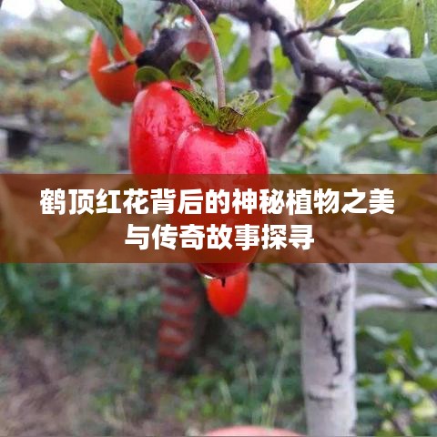 鹤顶红花背后的神秘植物之美与传奇故事探寻