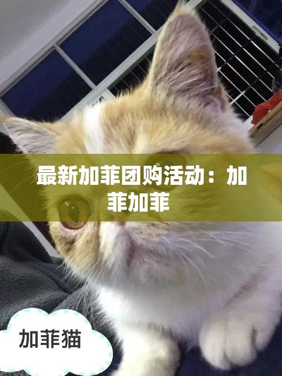 最新加菲团购活动：加菲加菲 