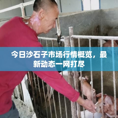 今日沙石子市场行情概览，最新动态一网打尽