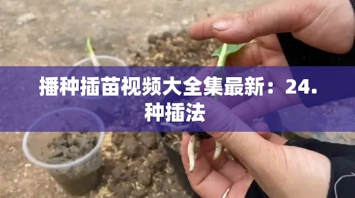 播种插苗视频大全集最新：24.种插法 