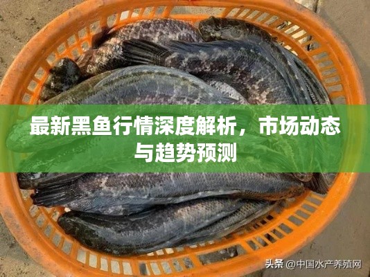 最新黑鱼行情深度解析，市场动态与趋势预测