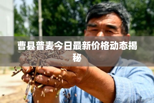 曹县普麦今日最新价格动态揭秘