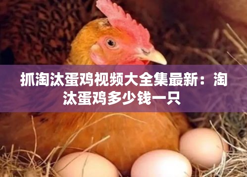 抓淘汰蛋鸡视频大全集最新：淘汰蛋鸡多少钱一只 