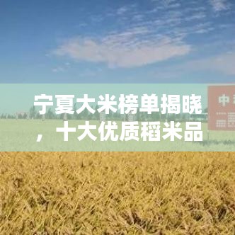 宁夏大米榜单揭晓，十大优质稻米品种排名