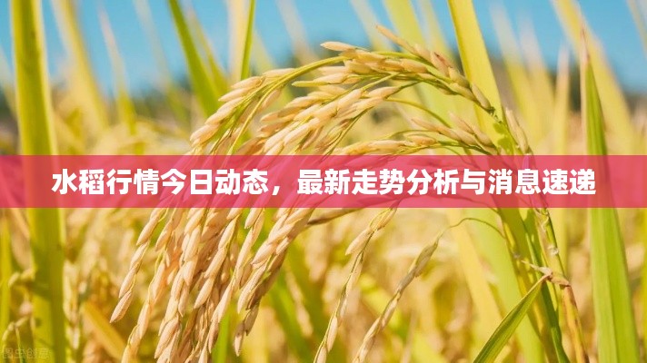 水稻行情今日动态，最新走势分析与消息速递