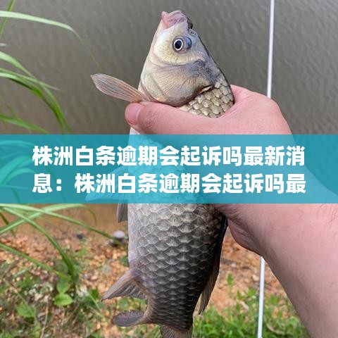 株洲白条逾期会起诉吗最新消息：株洲白条逾期会起诉吗最新消息新闻 