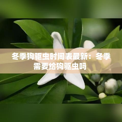 冬季狗驱虫时间表最新：冬季需要给狗驱虫吗 