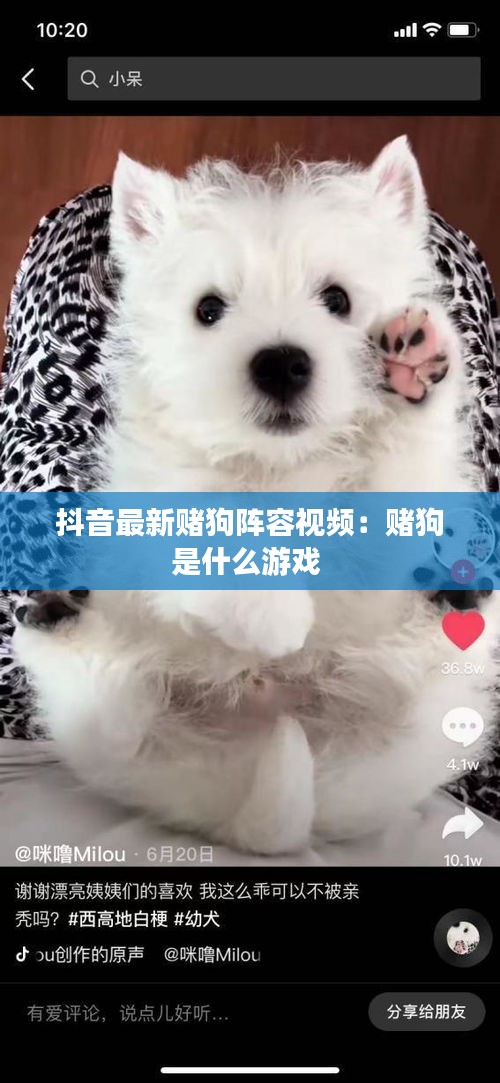 抖音最新赌狗阵容视频：赌狗是什么游戏 