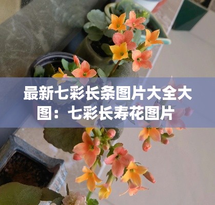 最新七彩长条图片大全大图：七彩长寿花图片 