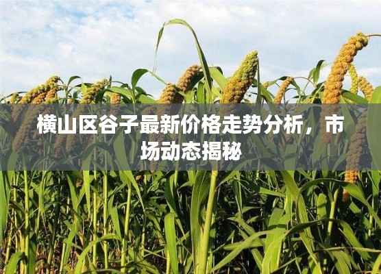 横山区谷子最新价格走势分析，市场动态揭秘