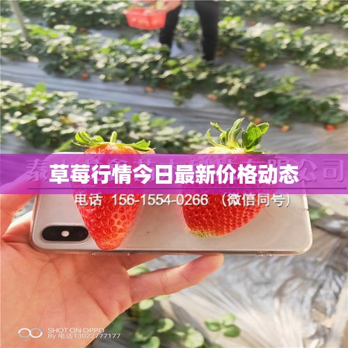 草莓行情今日最新价格动态