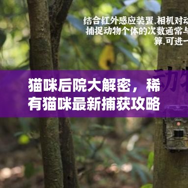 猫咪后院大解密，稀有猫咪最新捕获攻略！