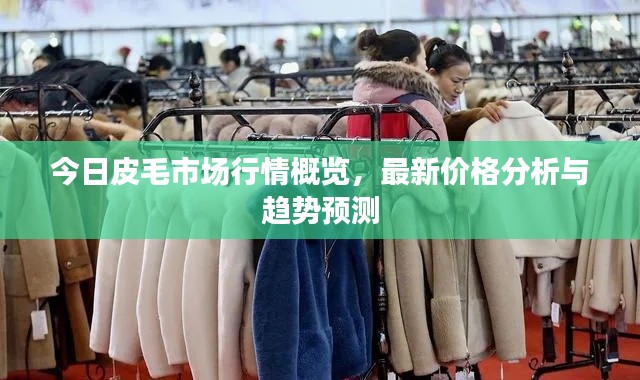 今日皮毛市场行情概览，最新价格分析与趋势预测