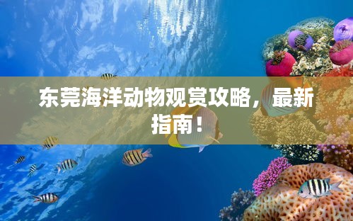 东莞海洋动物观赏攻略，最新指南！