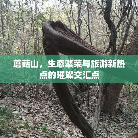 蘑菇山，生态繁荣与旅游新热点的璀璨交汇点