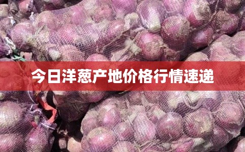 今日洋葱产地价格行情速递