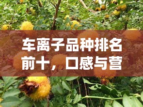 车离子品种排名前十，口感与营养俱佳的果实介绍！