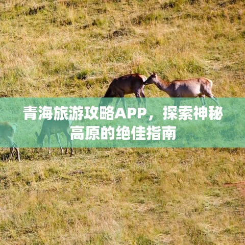 青海旅游攻略APP，探索神秘高原的绝佳指南