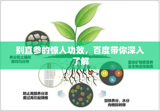 别直参的惊人功效，百度带你深入了解