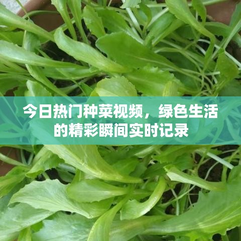 雍容华贵 第2页