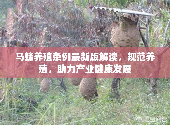 马蜂养殖条例最新版解读，规范养殖，助力产业健康发展