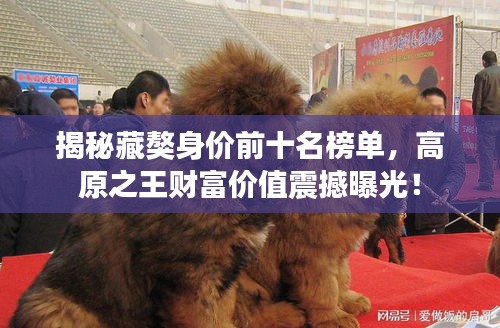 揭秘藏獒身价前十名榜单，高原之王财富价值震撼曝光！