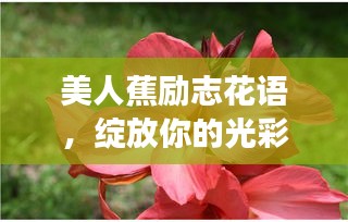 美人蕉励志花语，绽放你的光彩，追寻梦想的力量
