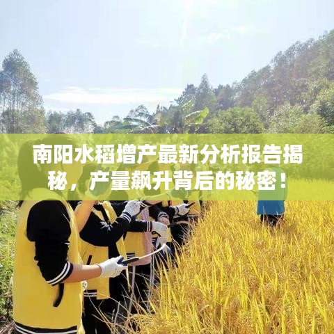 南阳水稻增产最新分析报告揭秘，产量飙升背后的秘密！