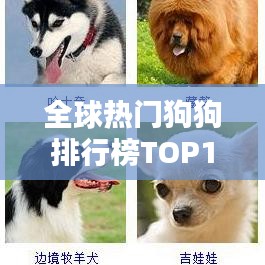 全球热门狗狗排行榜TOP10，不容错过的宠物世界榜单！