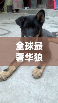 全球最奢华狼狗大比拼，顶级排名图片一网打尽！