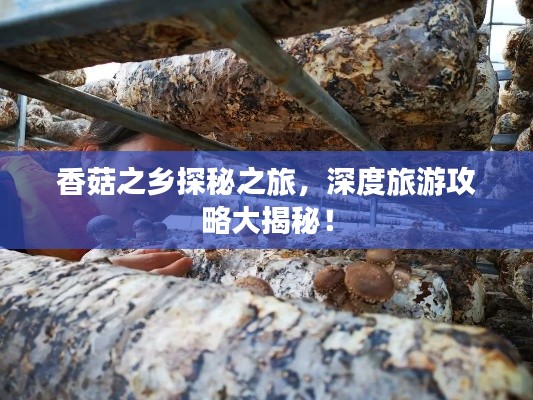 香菇之乡探秘之旅，深度旅游攻略大揭秘！