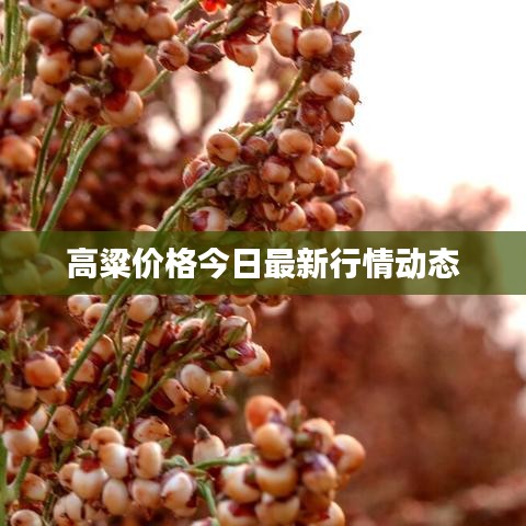 高粱价格今日最新行情动态