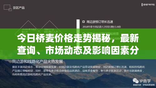 今日桥麦价格走势揭秘，最新查询、市场动态及影响因素分析