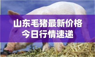 山东毛猪最新价格今日行情速递