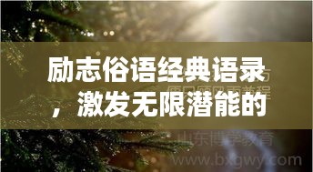 励志俗语经典语录，激发无限潜能的传世名言