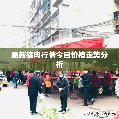 最新猪肉行情今日价格走势分析