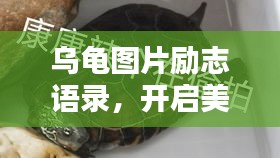 乌龟图片励志语录，开启美好一天的能量源泉