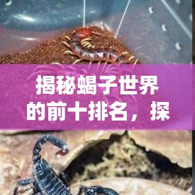 揭秘蝎子世界的前十排名，探寻神秘生物的魅力