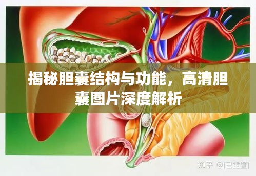 揭秘胆囊结构与功能，高清胆囊图片深度解析