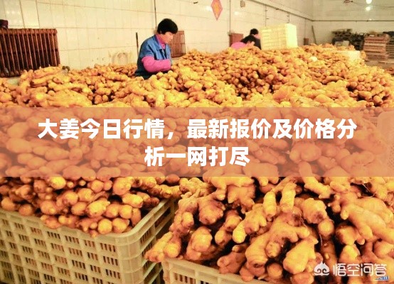 大姜今日行情，最新报价及价格分析一网打尽