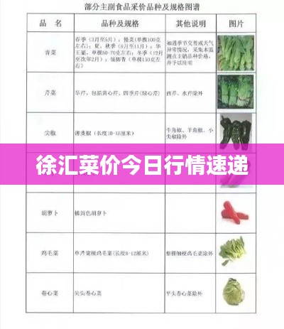 徐汇菜价今日行情速递
