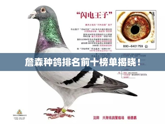 詹森种鸽排名前十榜单揭晓！