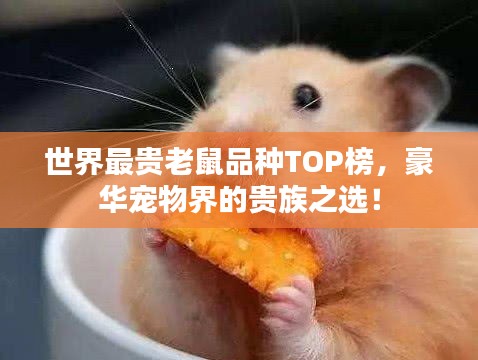 世界最贵老鼠品种TOP榜，豪华宠物界的贵族之选！