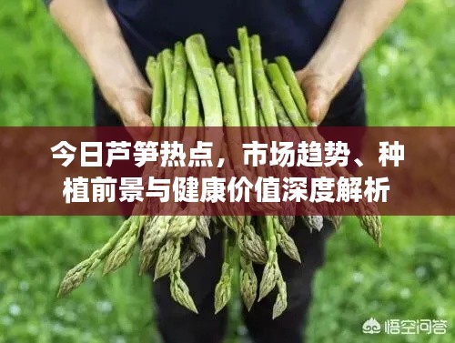 今日芦笋热点，市场趋势、种植前景与健康价值深度解析