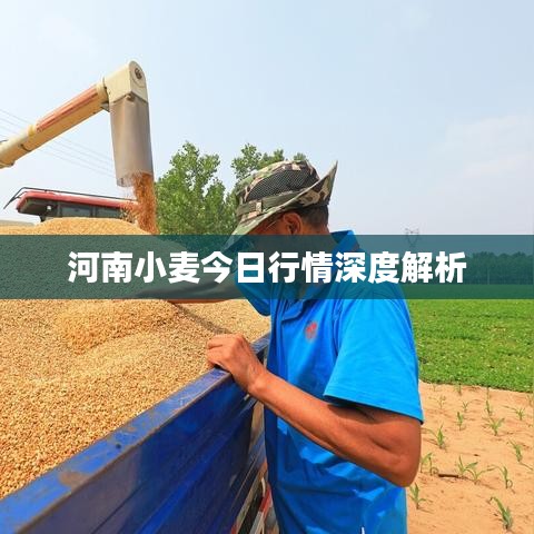 河南小麦今日行情深度解析
