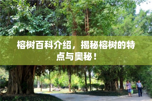 榕树百科介绍，揭秘榕树的特点与奥秘！
