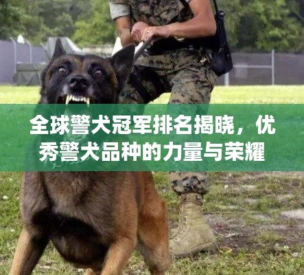 全球警犬冠军排名揭晓，优秀警犬品种的力量与荣耀展现