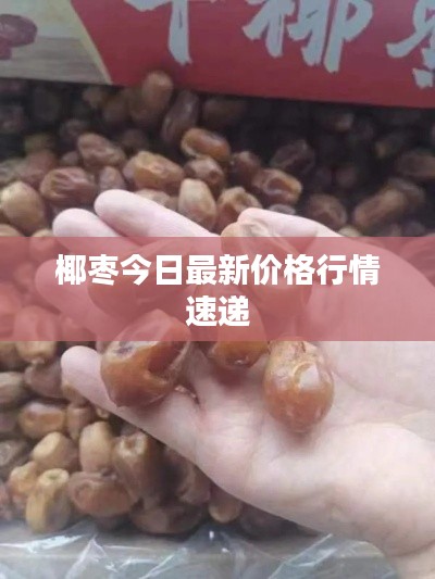 椰枣今日最新价格行情速递